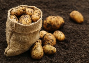 Newly harvested potatoes