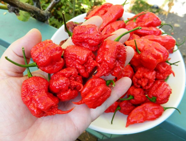 El Ají Más Picante Del Mundo Cocinarte